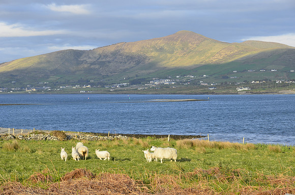 Looking toward Caherciveen from Beginish Island