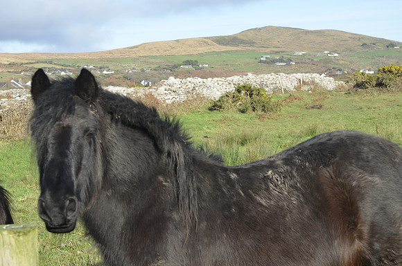 Horse near Lough Currane