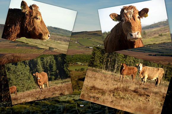 Cows!