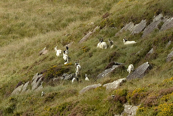 wild goats - taken Walking around Lough Currane from Waterville
