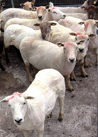 Sheep shearing contest - Waterville