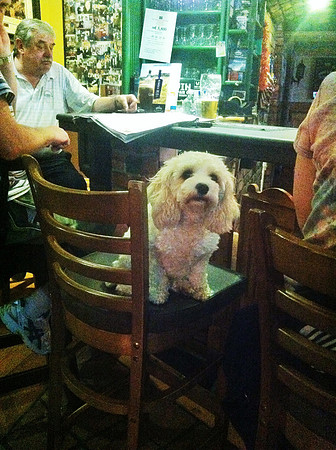 Dogs in Pubs