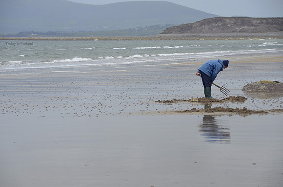 Looking for bait, Waterville