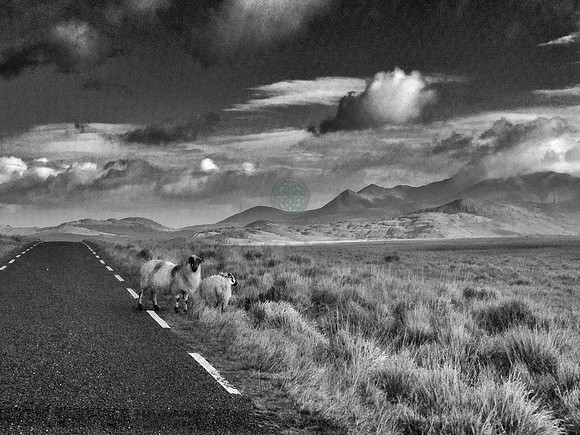 Sheep in ireland