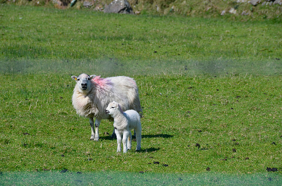 Loher fort walk