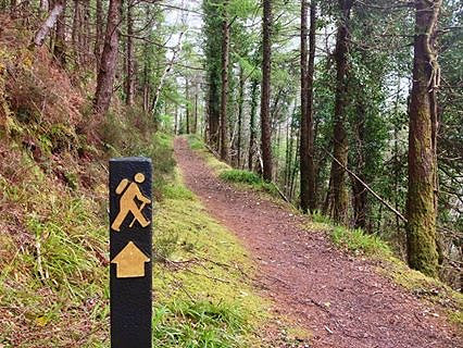 Path in the woods in Glenbeigh