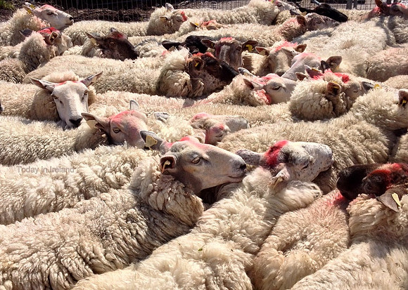 Sheep shearing contest - Waterville
